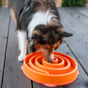 best dog food for dogs with sensitive stomachs