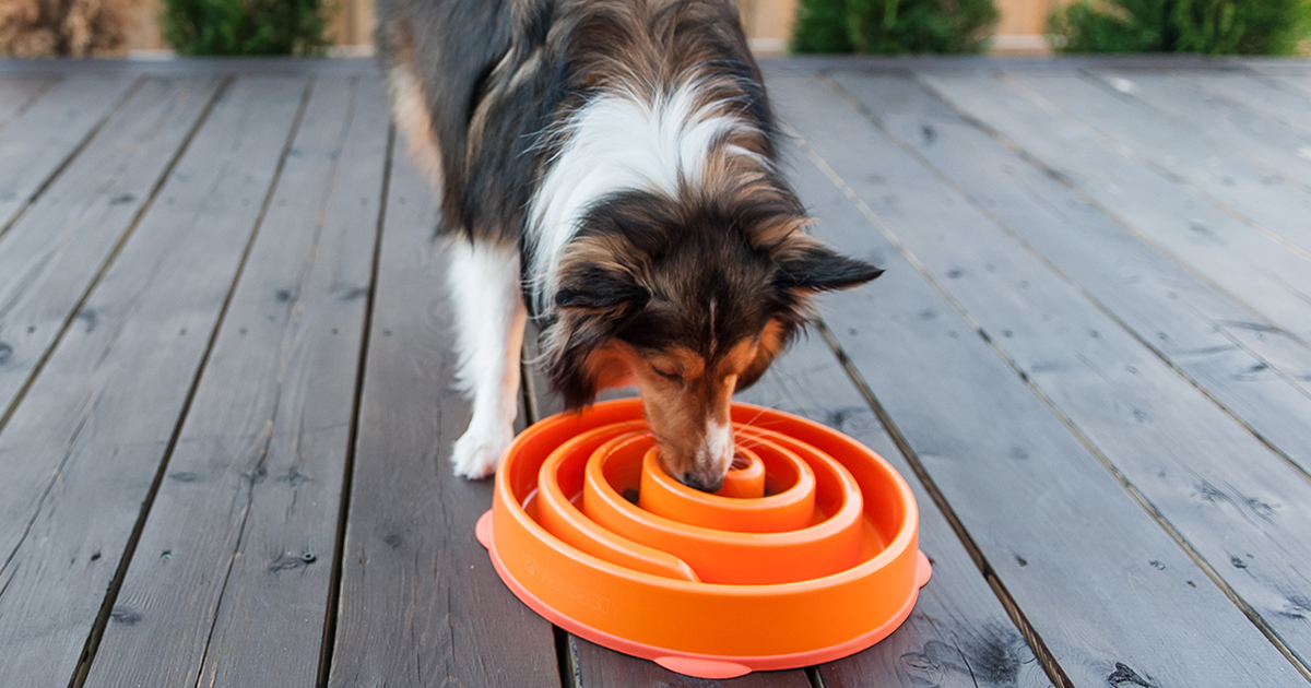 Choosing the Best Dog Food for Dogs With Sensitive Stomachs