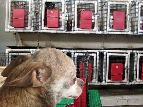 Harley-Puppy-Mill