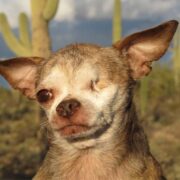 harley-the-dog-puppy-mills