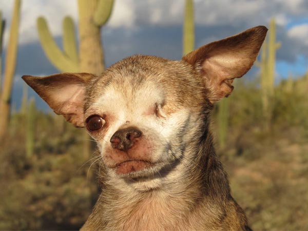 Meet the Hero Dog Who’s Standing Up to Puppy Mills
