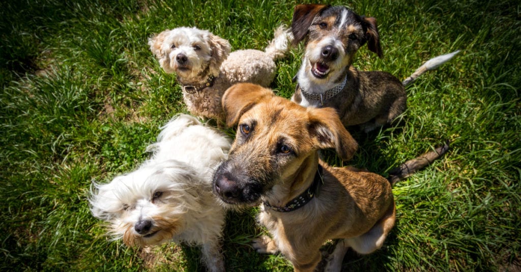 dogs playing together in spring