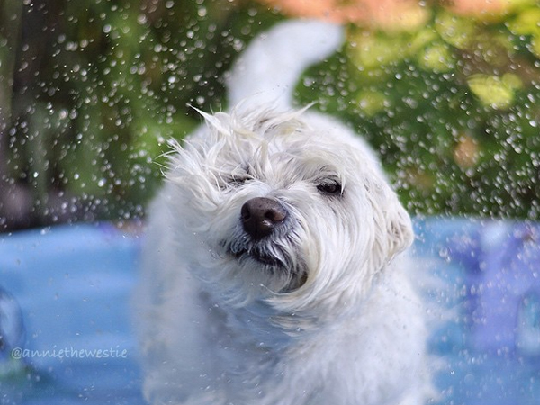 anniethewestie