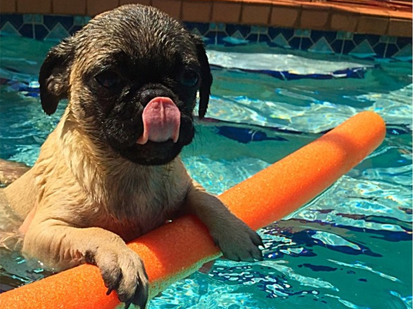 daisyfrenchbulldog