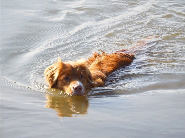 mochathetoller