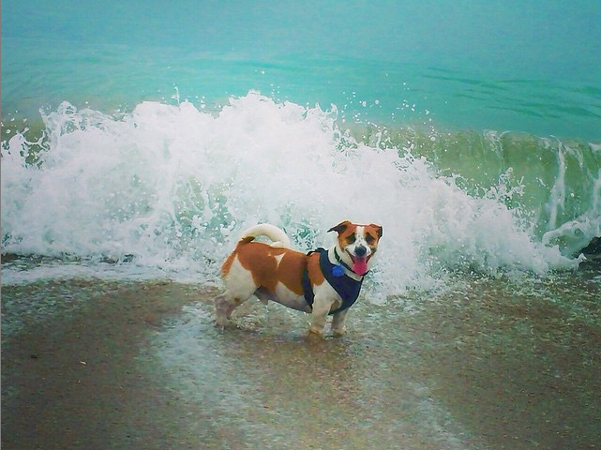mydogstink