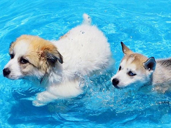 willow_thepyrenees