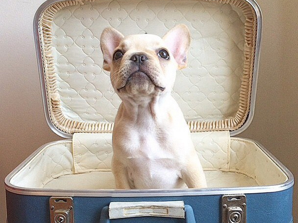 bigapplefrenchie