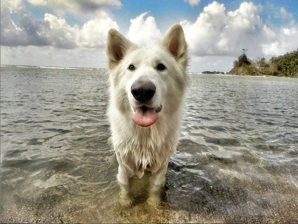 frankiethewhitepup