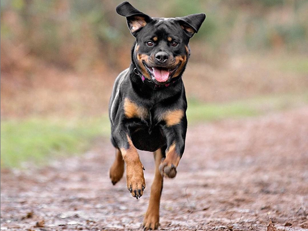 gracerottweiler