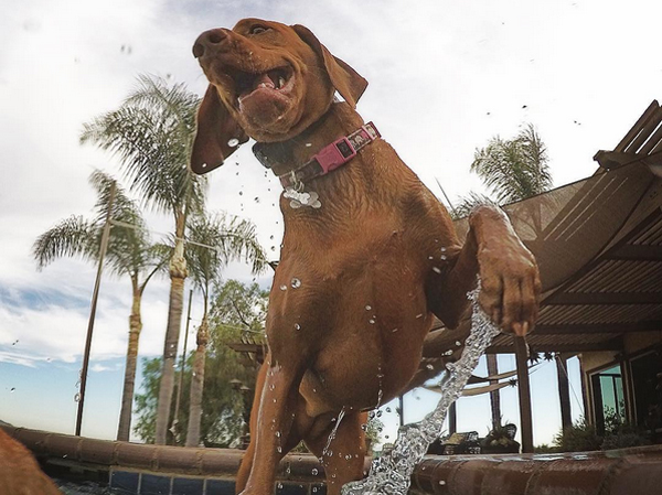 baileythevizsla