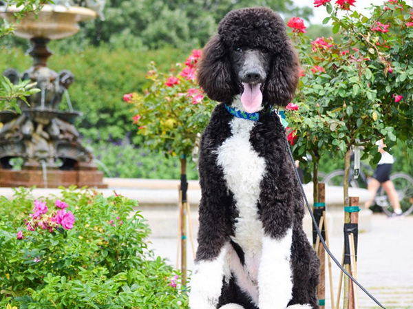bentley_the_poodle