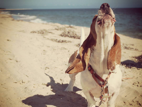 beukeboomtherescuebasset
