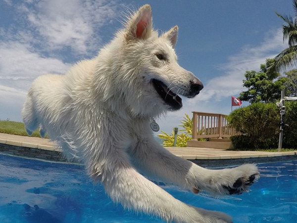 frankiethewhitepup