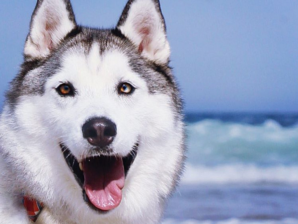 maska_the_husky