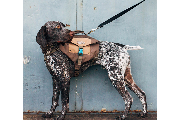 dog wearing a backpack for dogs