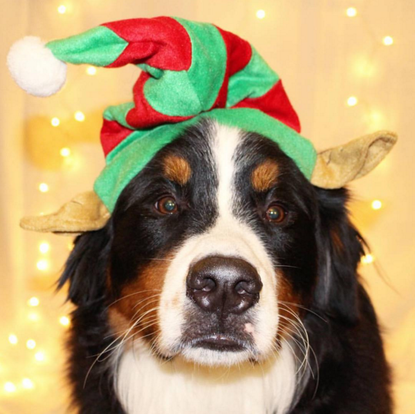 IT’S OUR FIRST ANNUAL PAWLIDAY GIFT GUIDE