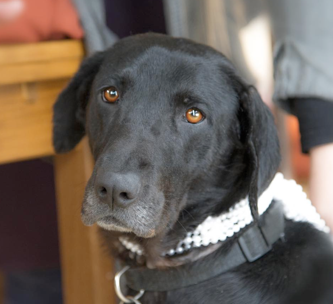 Adopted Dog Stories With Happy Endings