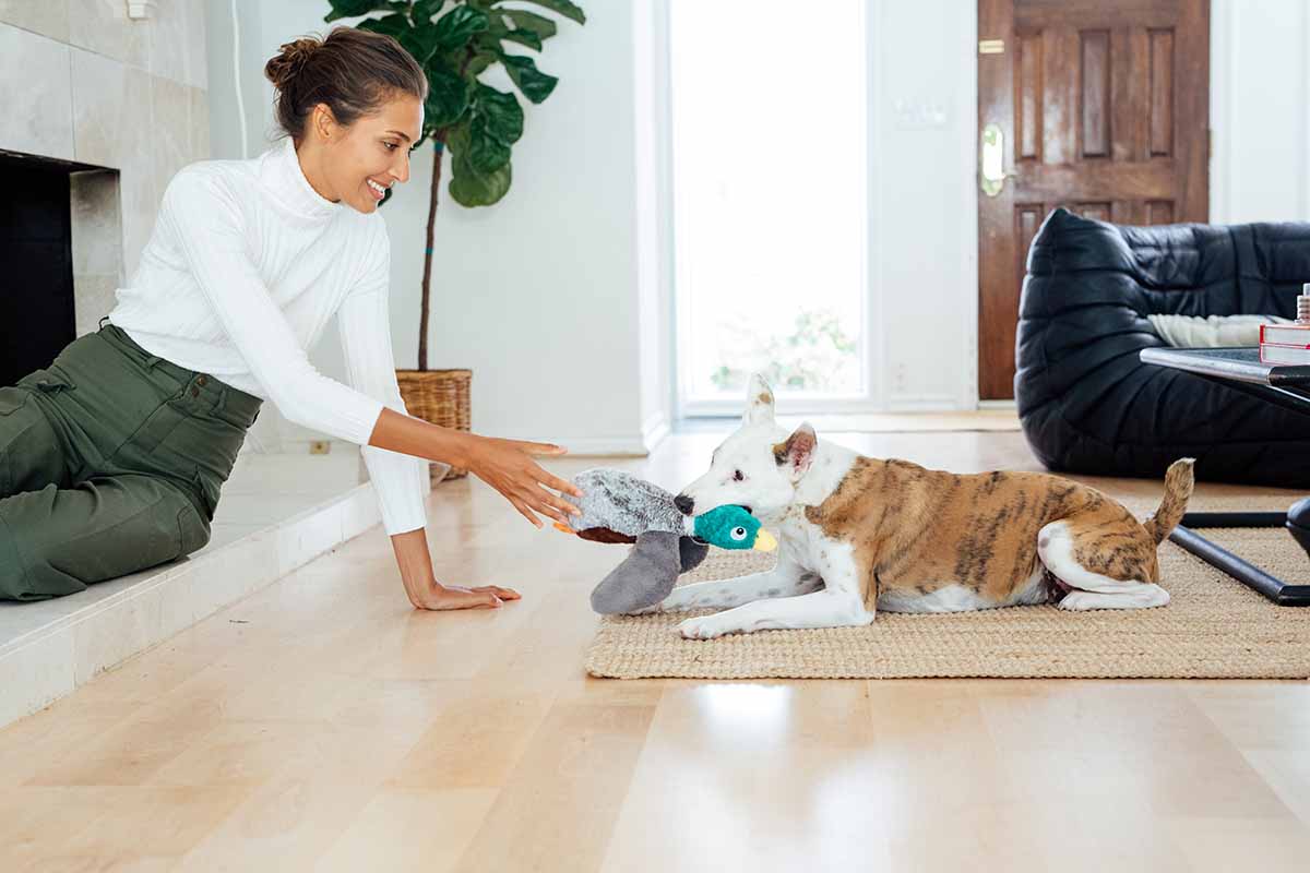 dog tug toy. why do dogs like tug of war