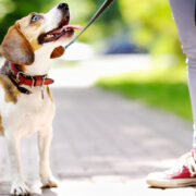 how to approach a dog