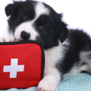 pet first aid awareness month
