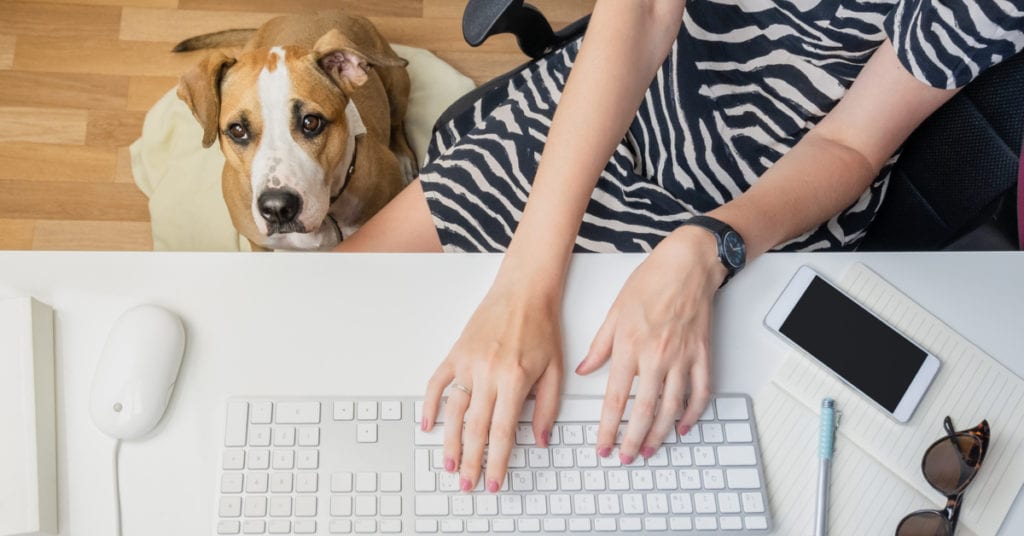 dog by human at desk working