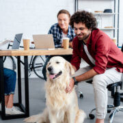 bring dog to work