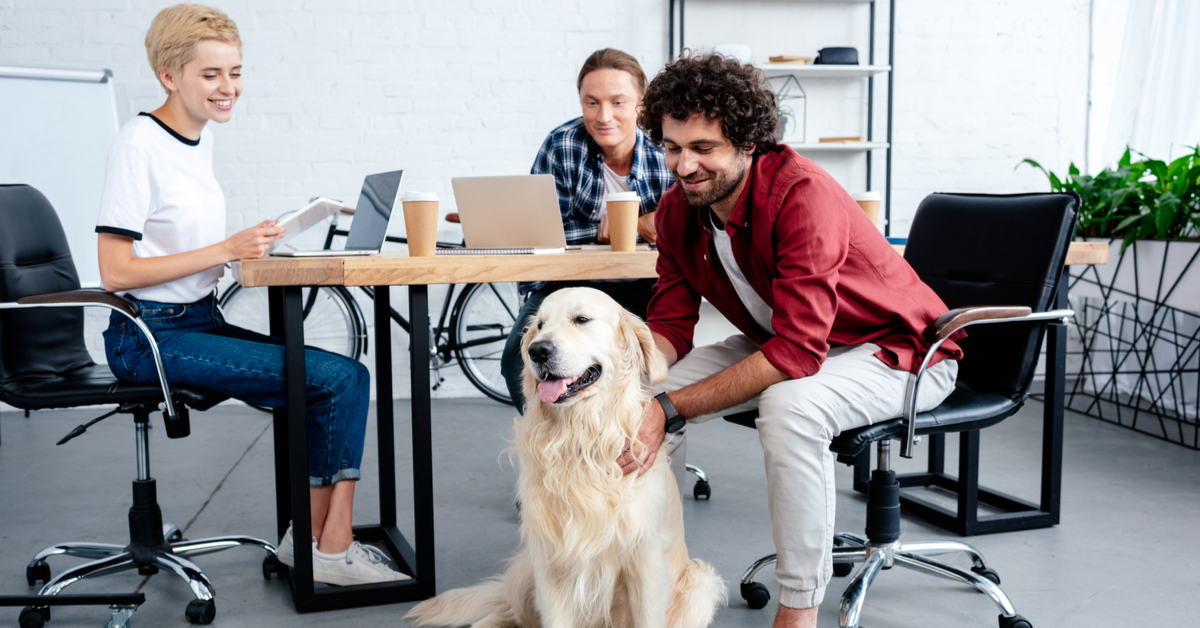 bring dog to work