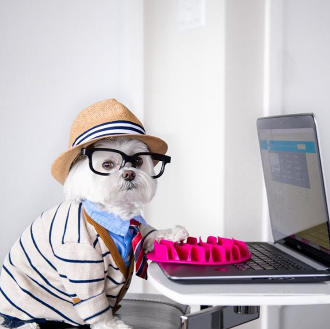 benefits of a dog friendly workplace