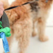 dog poop laws