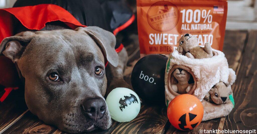 dog with sweet potato treats