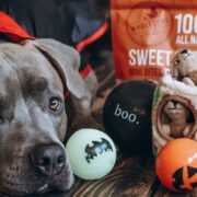 dog with sweet potato treats