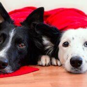 dogs laying side by side