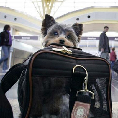 Flying With Assistance Dogs