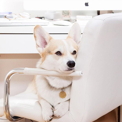 pc: @winnythecorgi