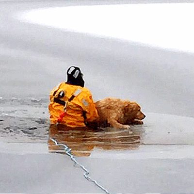 pc: LifeWithDogs
