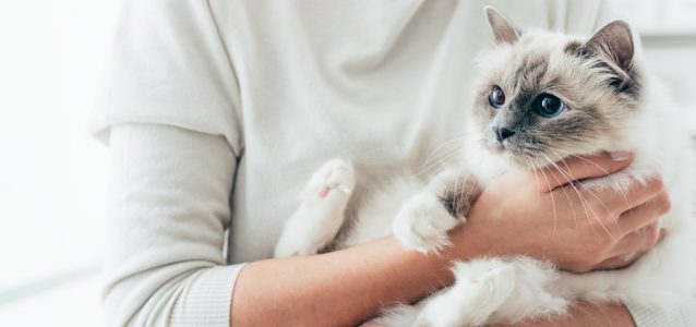 new cat