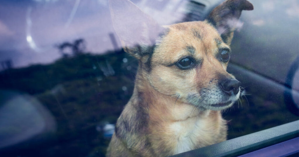 dog left in a hot car