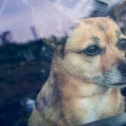 dog left in a hot car