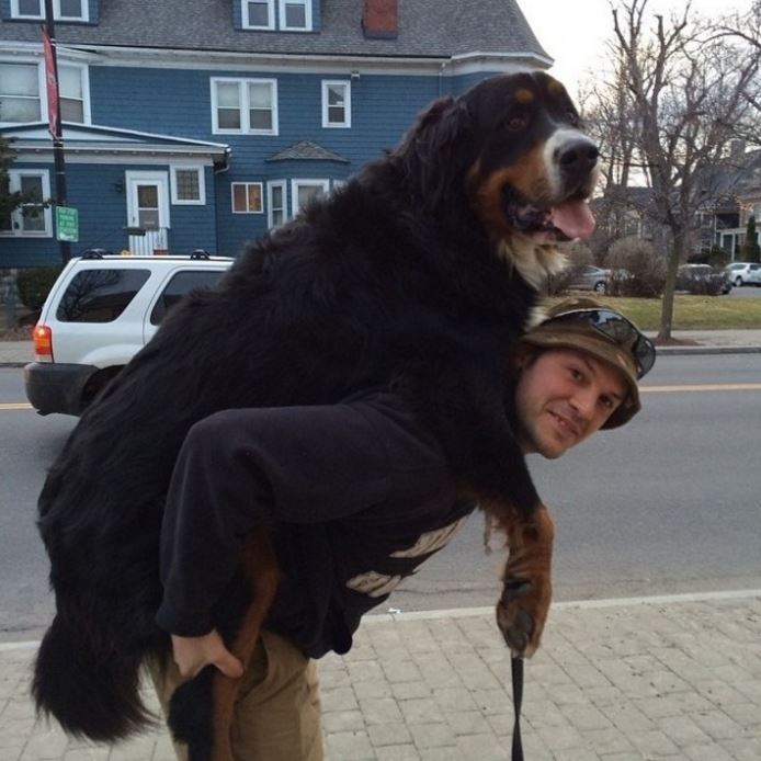17 PHOTOS THAT PROVE BIG DOGS HAVE EVEN BIGGER HEARTS