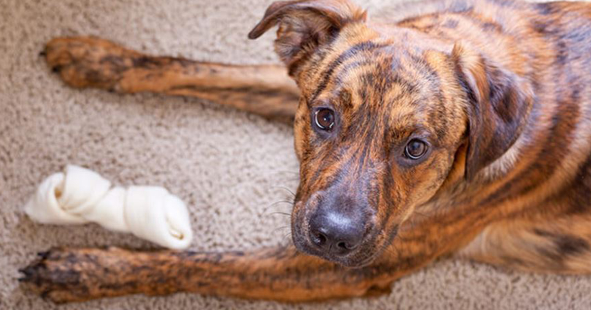 We’ve Got a Bone to Pick With Rawhide