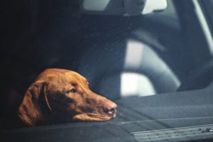 dog left alone in car