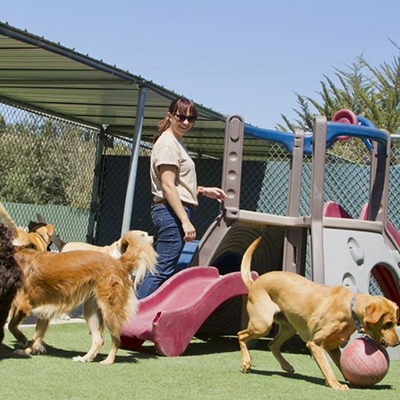 How to Find the Best Boarding Kennel for Your Dog