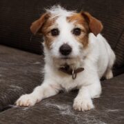 dog shedding season best dog breeds for allergies