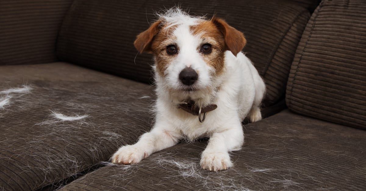 Dog Shedding Season + Best Dog Breeds for Allergies
