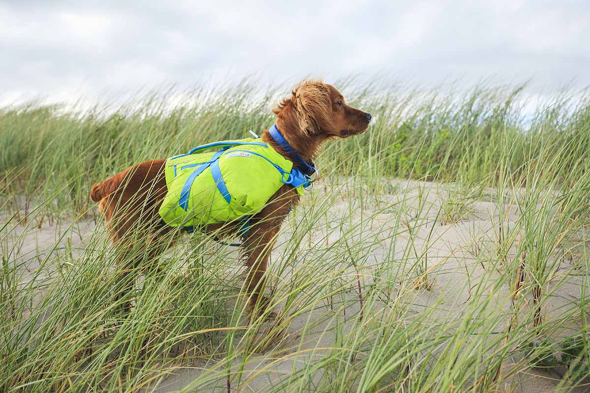crest stone explore dog hiking pack