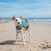 dawson dog life jacket