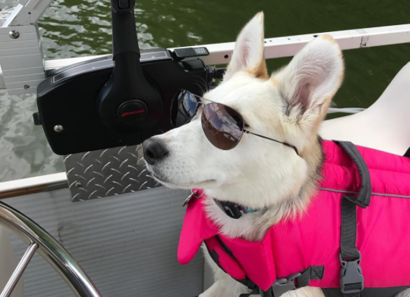 18 DOGS HAVING FUN IN THE SUN