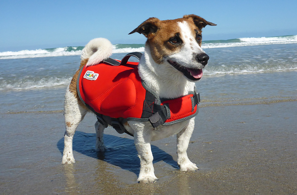 little dog in a dog life vest