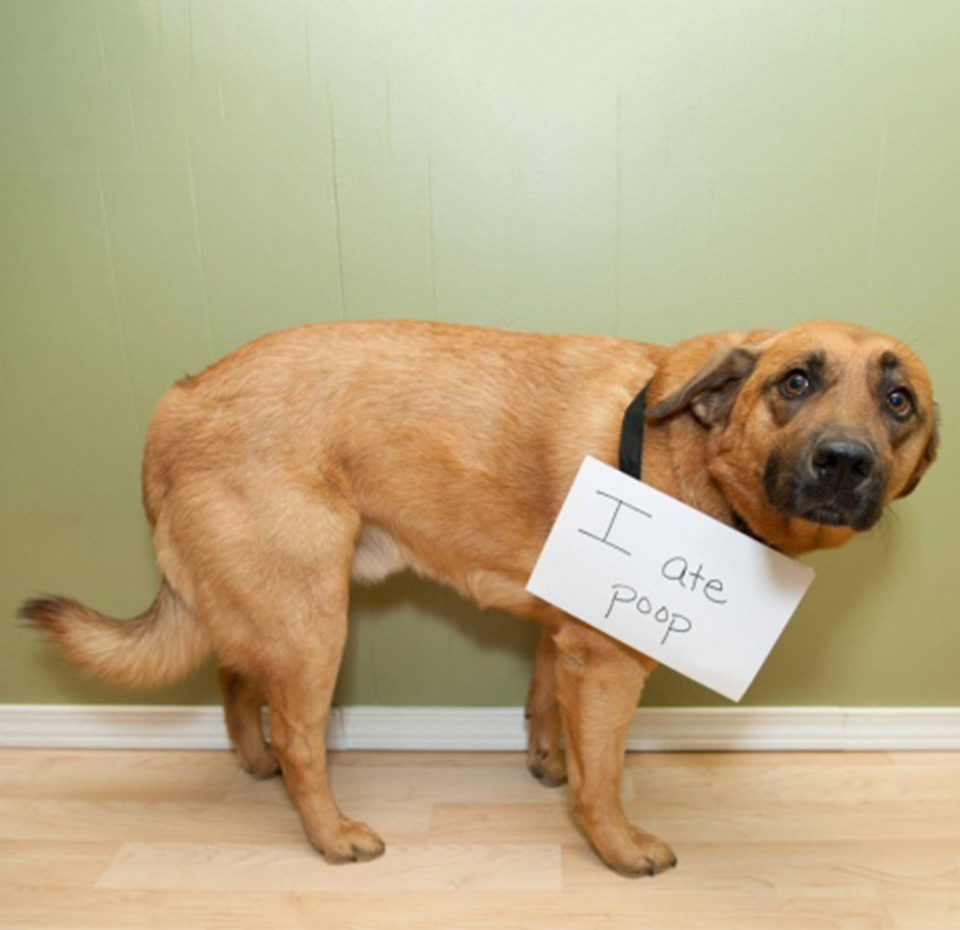 THE GROSS THINGS DOGS EAT AND WHY